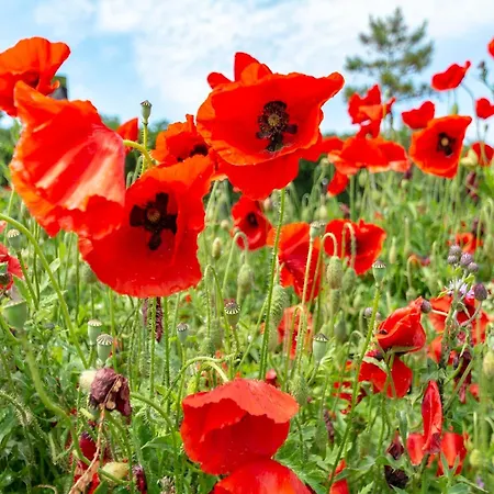 Nyaraló Garnekuul 90 With Garden, Callanstoog