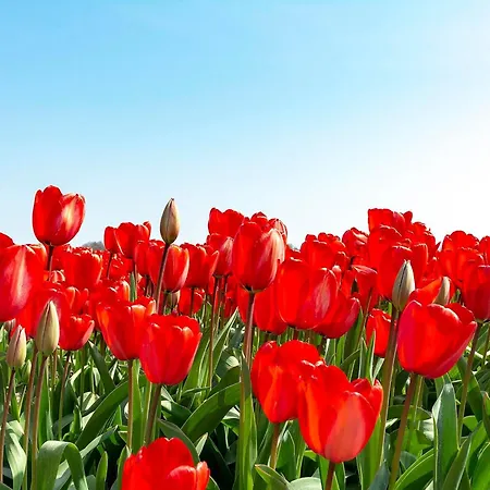 Nyaraló Garnekuul 90 With Garden, Callanstoog Callantsoog