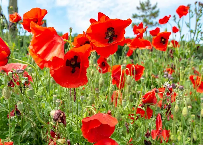 Tatil Evi Garnekuul 90 With Garden, Callanstoog