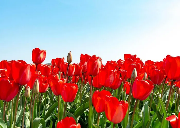 Tatil Evi Garnekuul 90 With Garden, Callanstoog Callantsoog